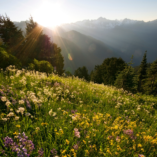 For the pacific northwest